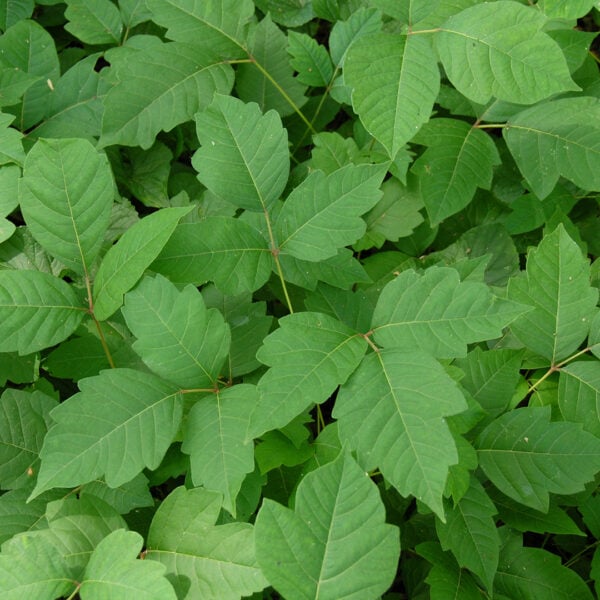 How to Treat Poison Ivy