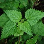 Stinging Nettle