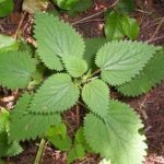 Wood Nettle