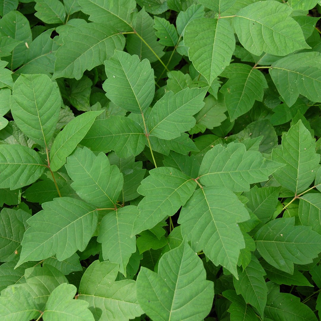 How to Treat Poison Ivy - Forefront Dermatology